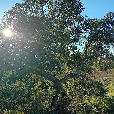Calcada בית הארחה טאווירה